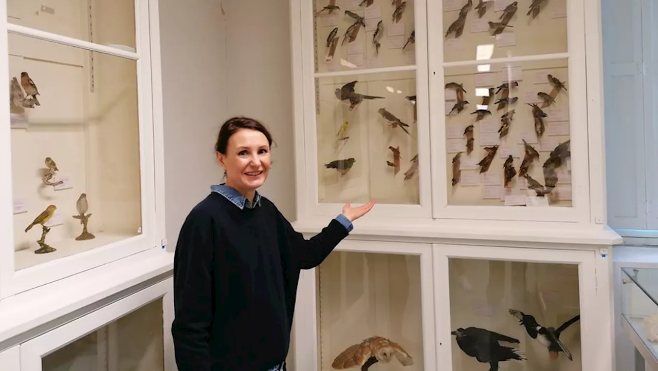 L’incroyable métamorphose des musées de Béziers débute cette année avec la Saison Fayet