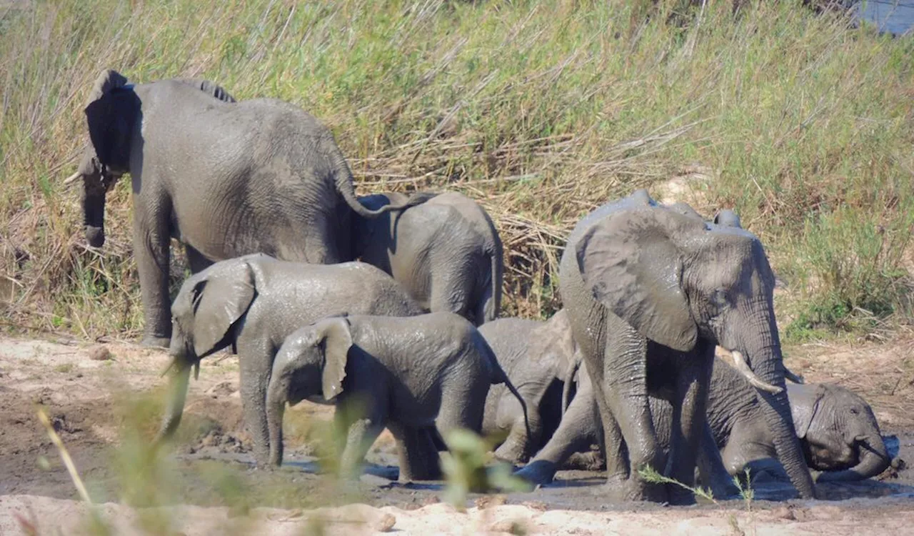 Elefant trampelt Tourist in beliebtem Nationalpark tot