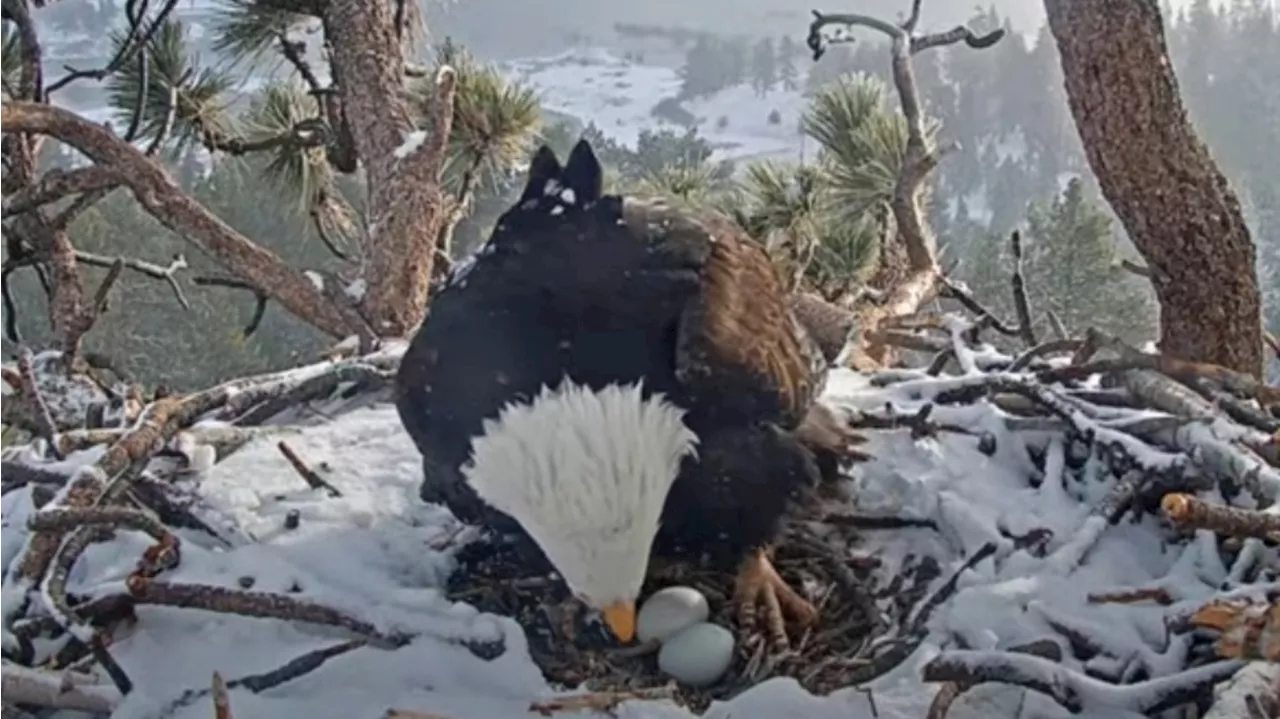 Big Bear Eagles Embark on Egg-Laying Season: Two Eggs Laid, Third Possible