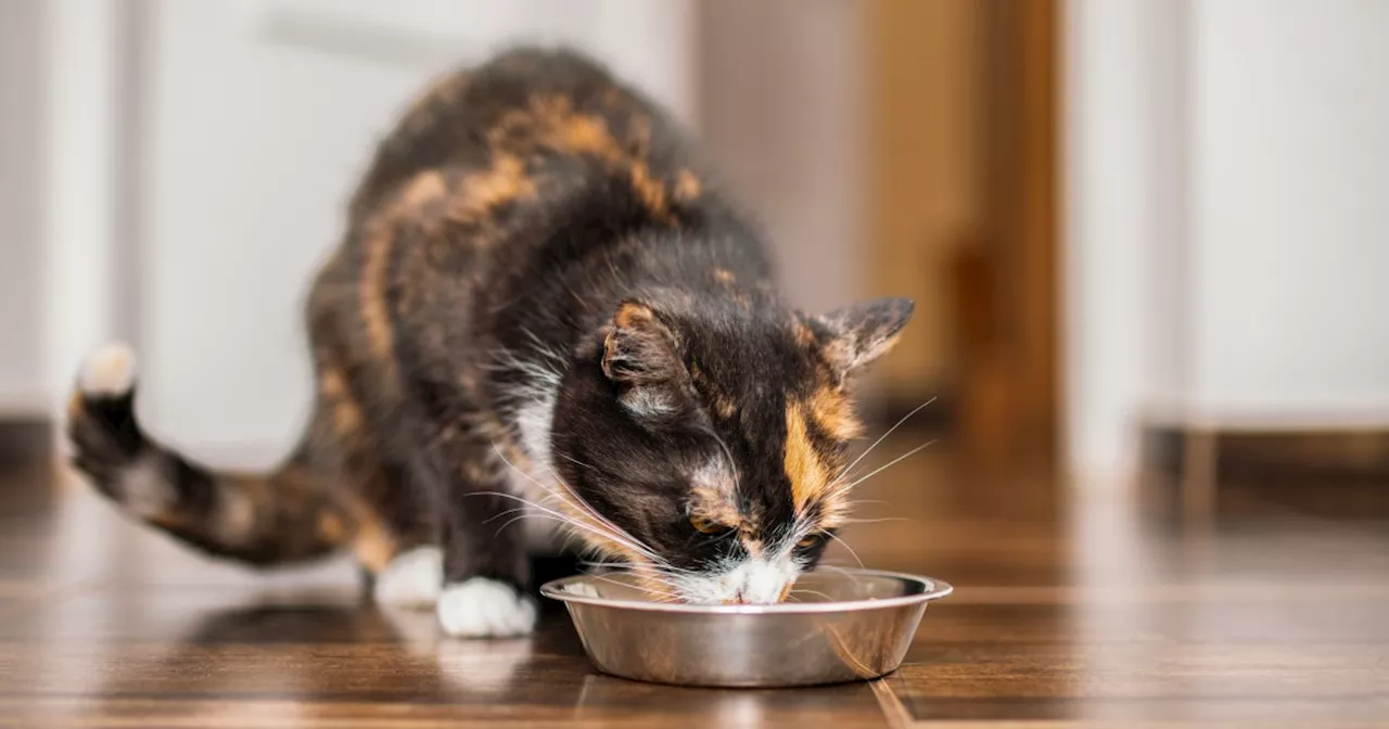 Bird Flu Threatens Cats: FDA Advises Pet Food Companies on Safety Measures