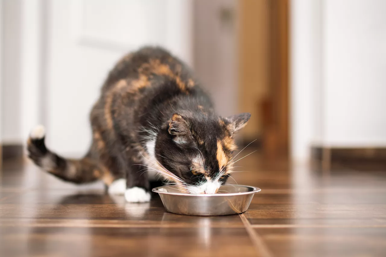 FDA Warns Pet Food Companies About Bird Flu Contamination Risk