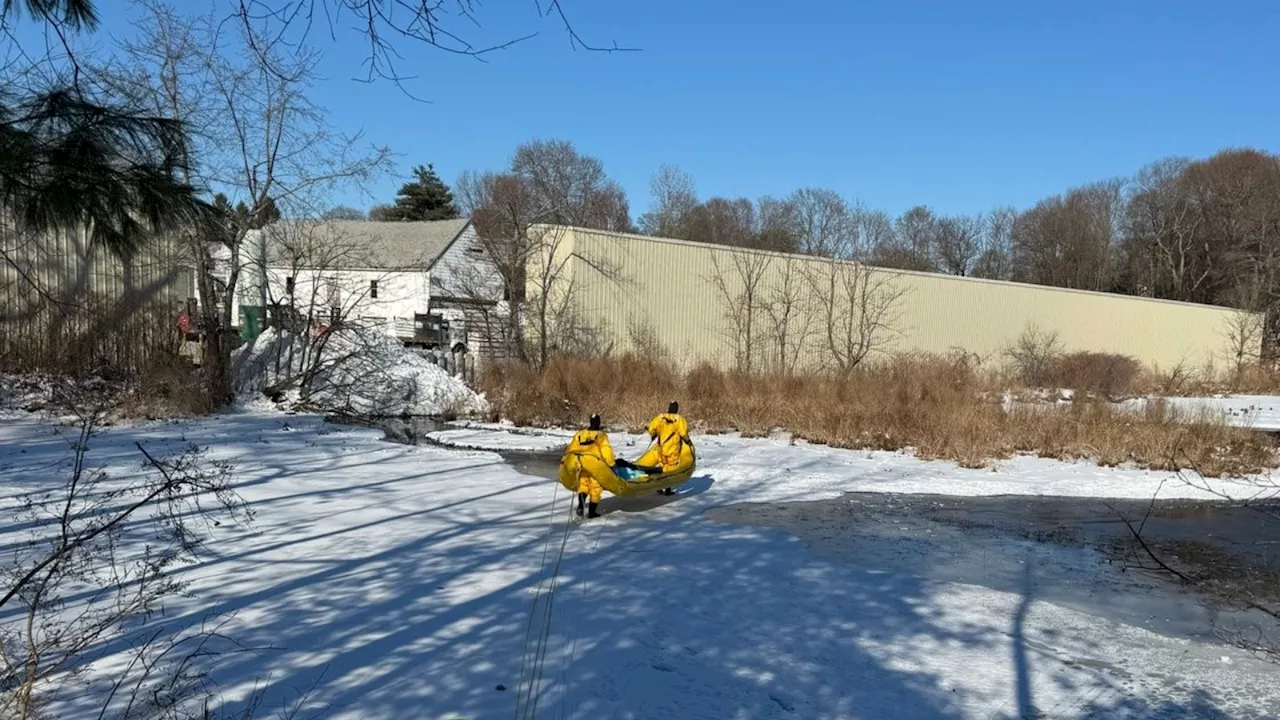 Swan and Canadian goose found dead at Hudson pond amid bird flu concerns