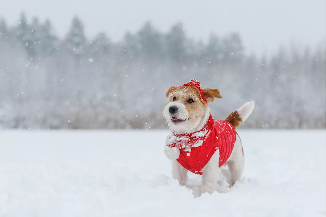 Vet Reveals How To Keep Your Dog Safe in the Cold and Snow