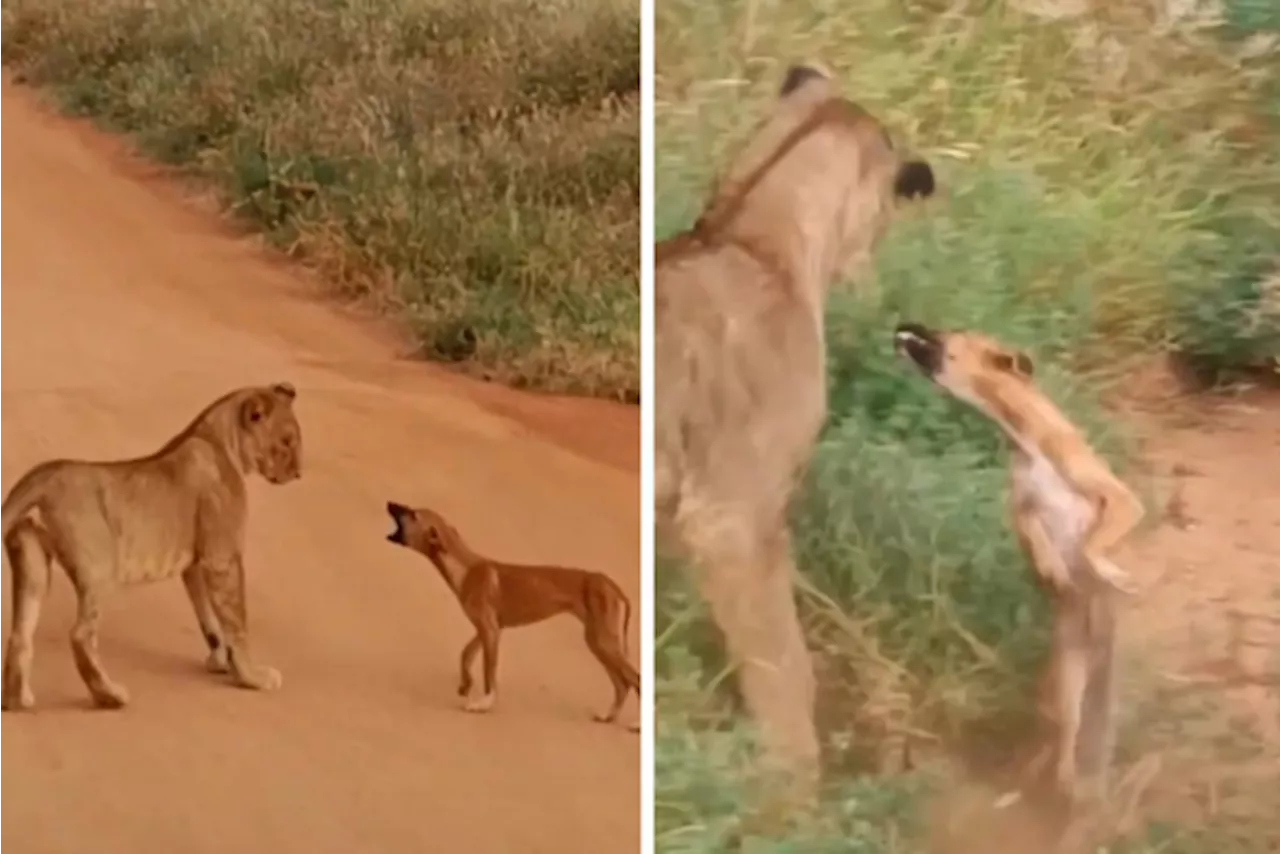 Hond verdrijft leeuwen in Tsavo National Park