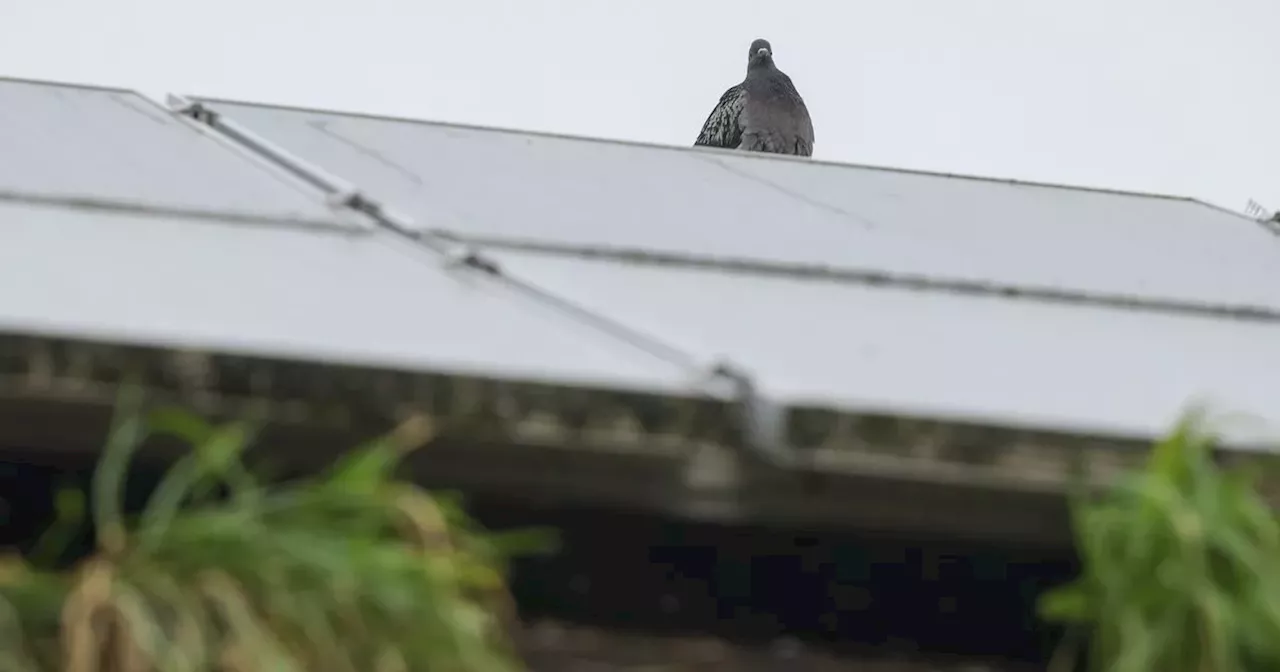 Nottingham City Homes Resident Battles Three-Year Pigeon Infestation