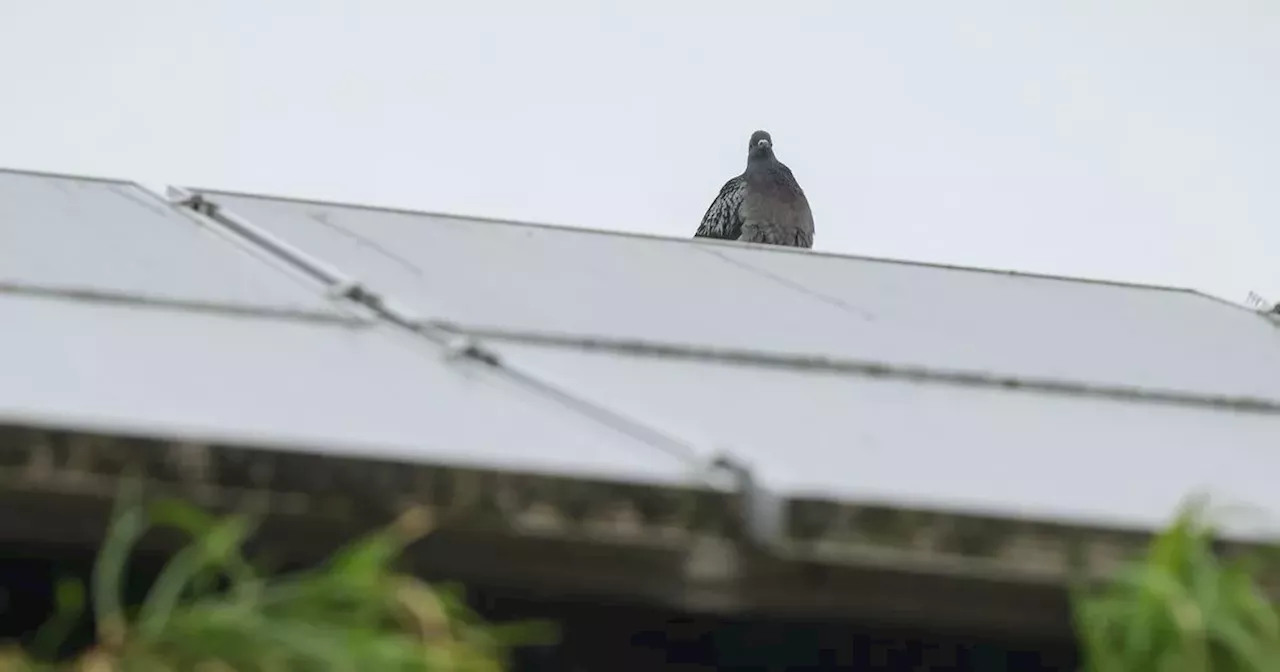 Nottingham Woman's Three-Year Battle Against Pigeon Infestation Finally Gets Response