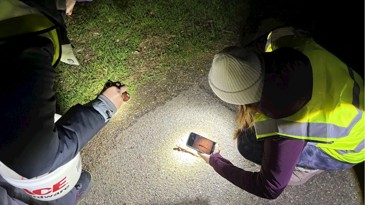 California Volunteers Rescue Thousands of Salamanders Each Year