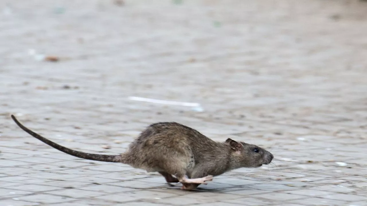 Ratten in Haus und Garten: So verhindern Sie eine dauerhafte Ansiedlung