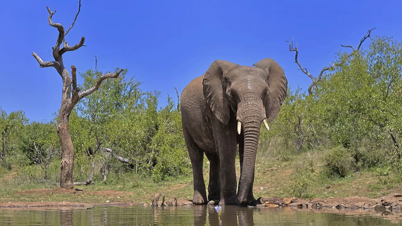 Tourist in Südafrikas Krüger-Nationalpark von Elefanten getötet