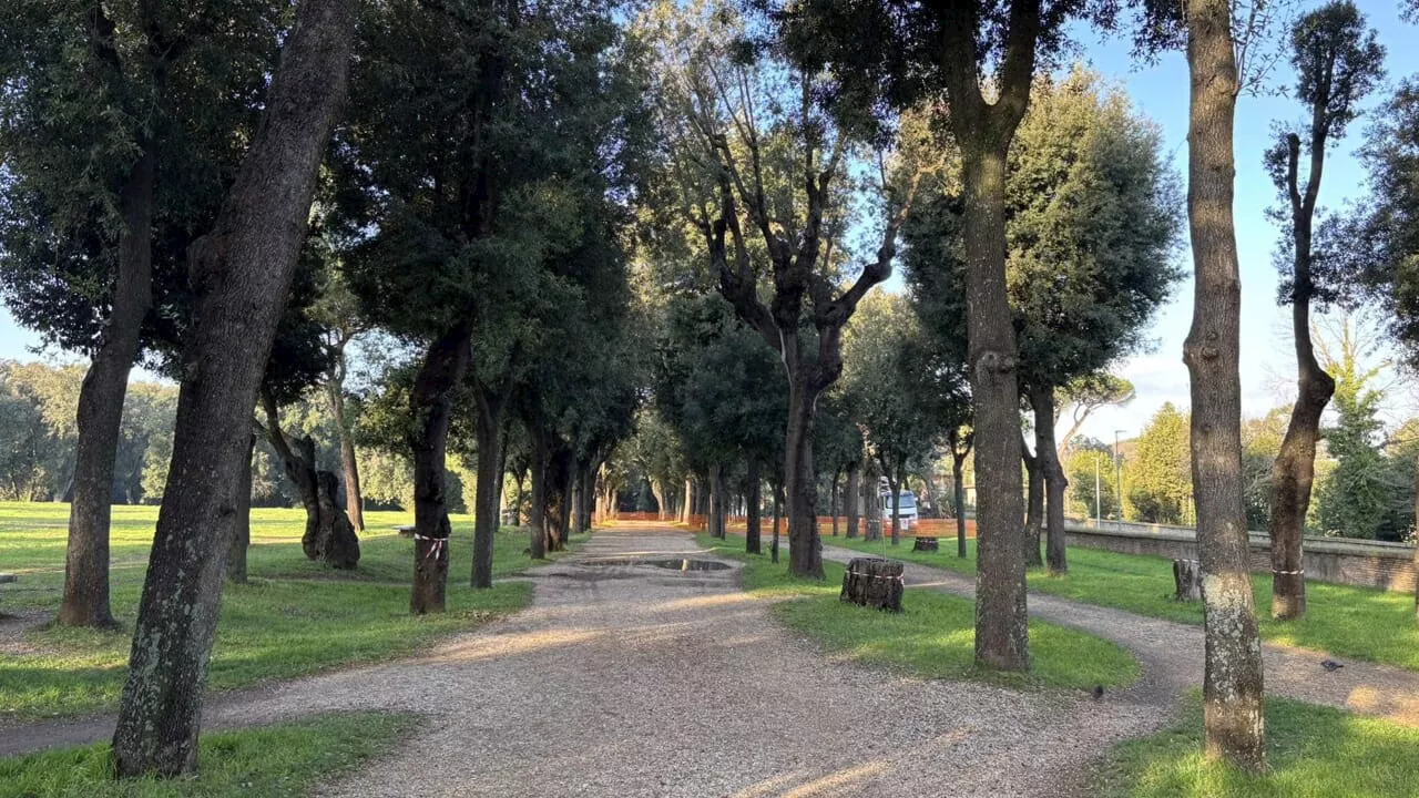 Villa Pamphili cambia volto: saranno abbattuti 43 pini e 34 lecci. Piantati oltre 350 nuovi alberi