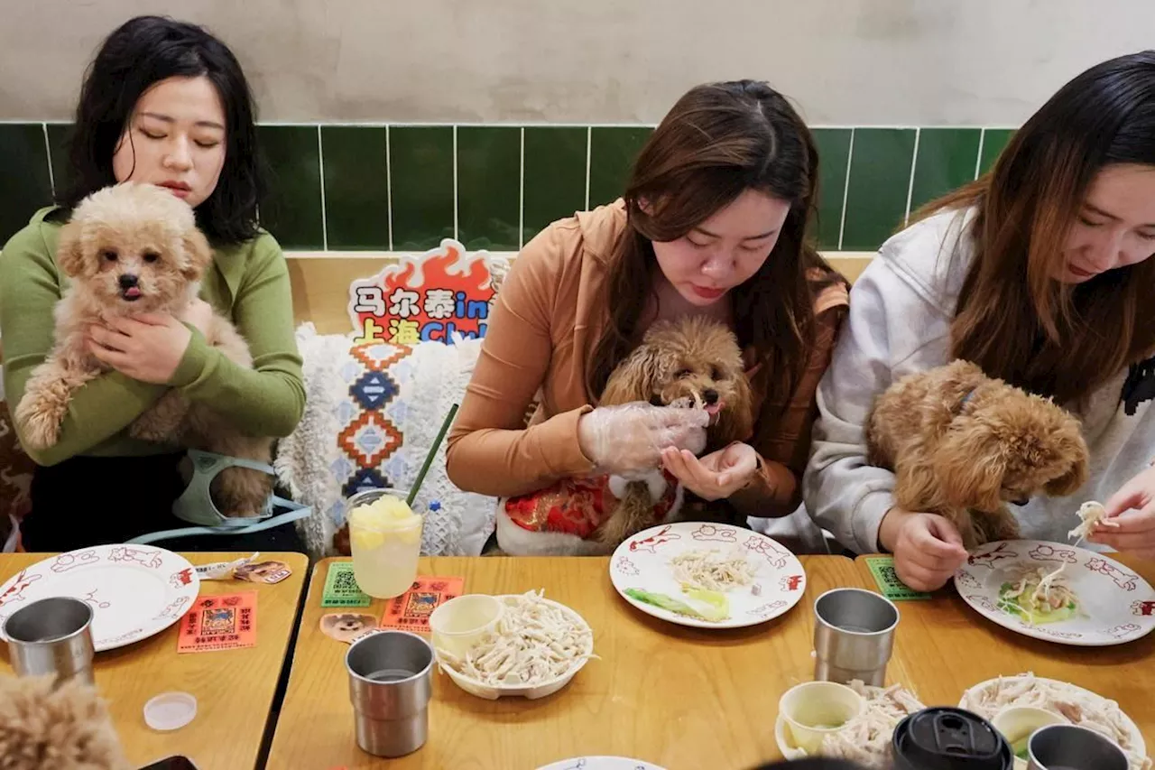 Chinese Pet Owners Celebrate Lunar New Year with Fido and Whiskers