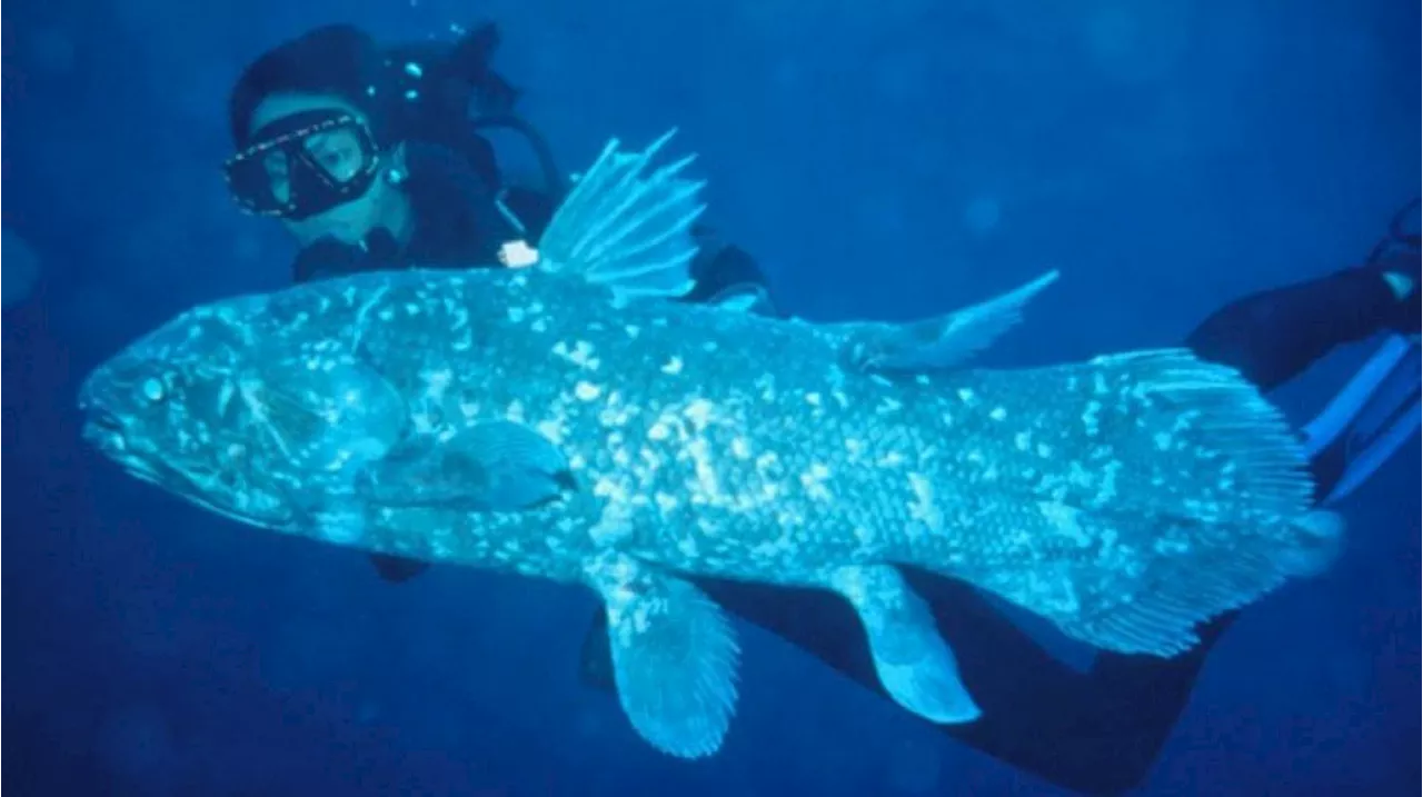 Temuan Ikan Purba Coelacanth di Indonesia