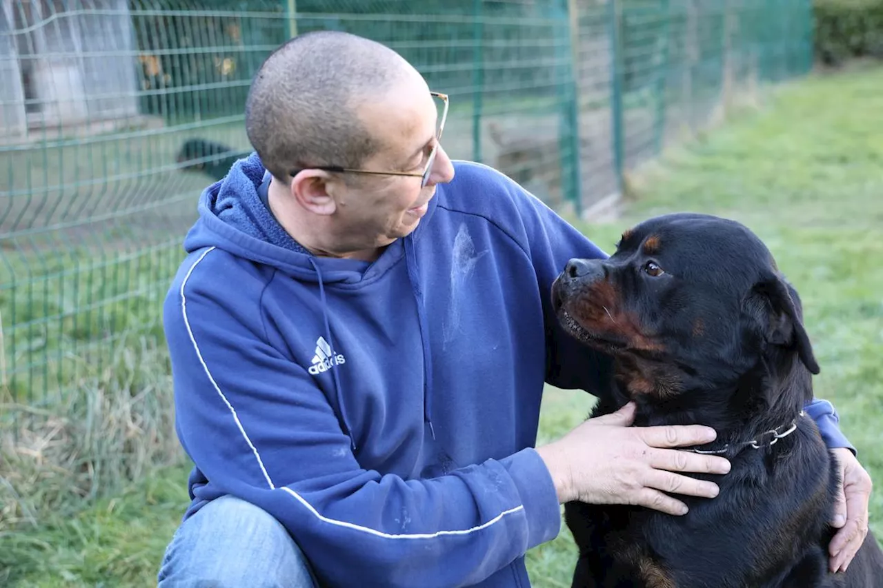 Vidéo. Des « nounours » de rottweilers : cet élevage de Dordogne est devenu le meilleur de France en 2024