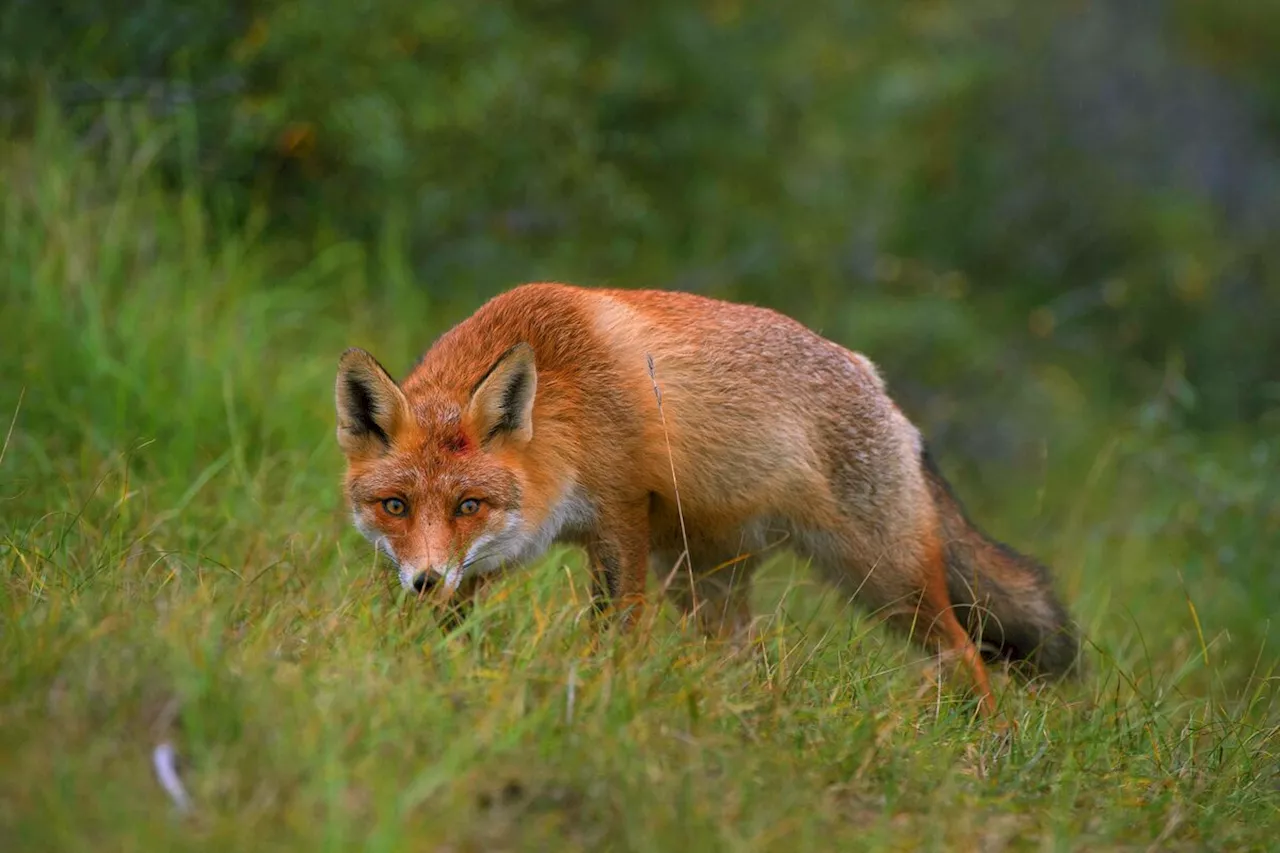 Jagdlobby demonstriert gegen geplante Novelle des Niedersächsischen Jagdgesetzes