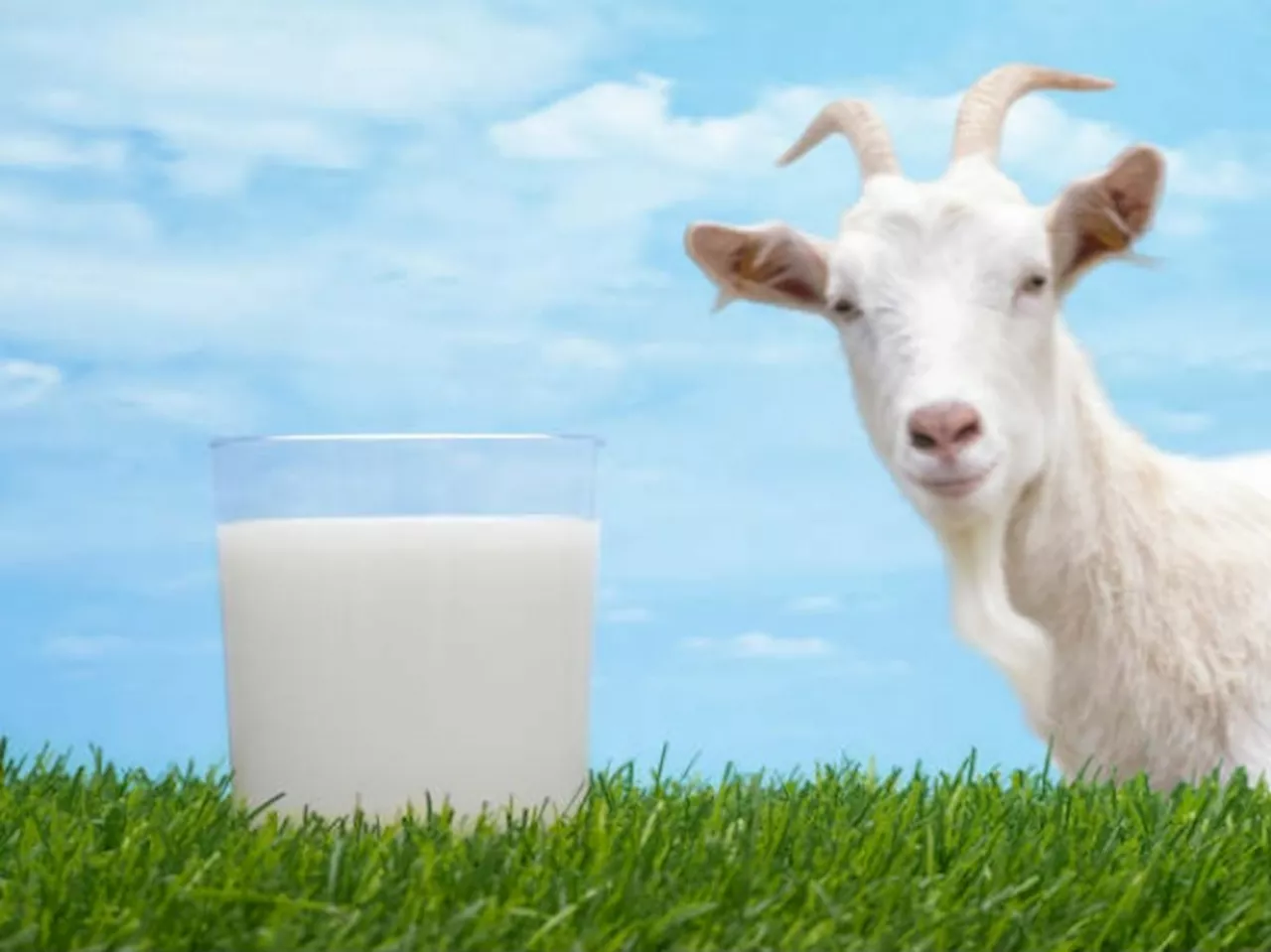 Susu Kambing Bantu Perbaiki Otot Hingga Tingkatkan Stamina Anak