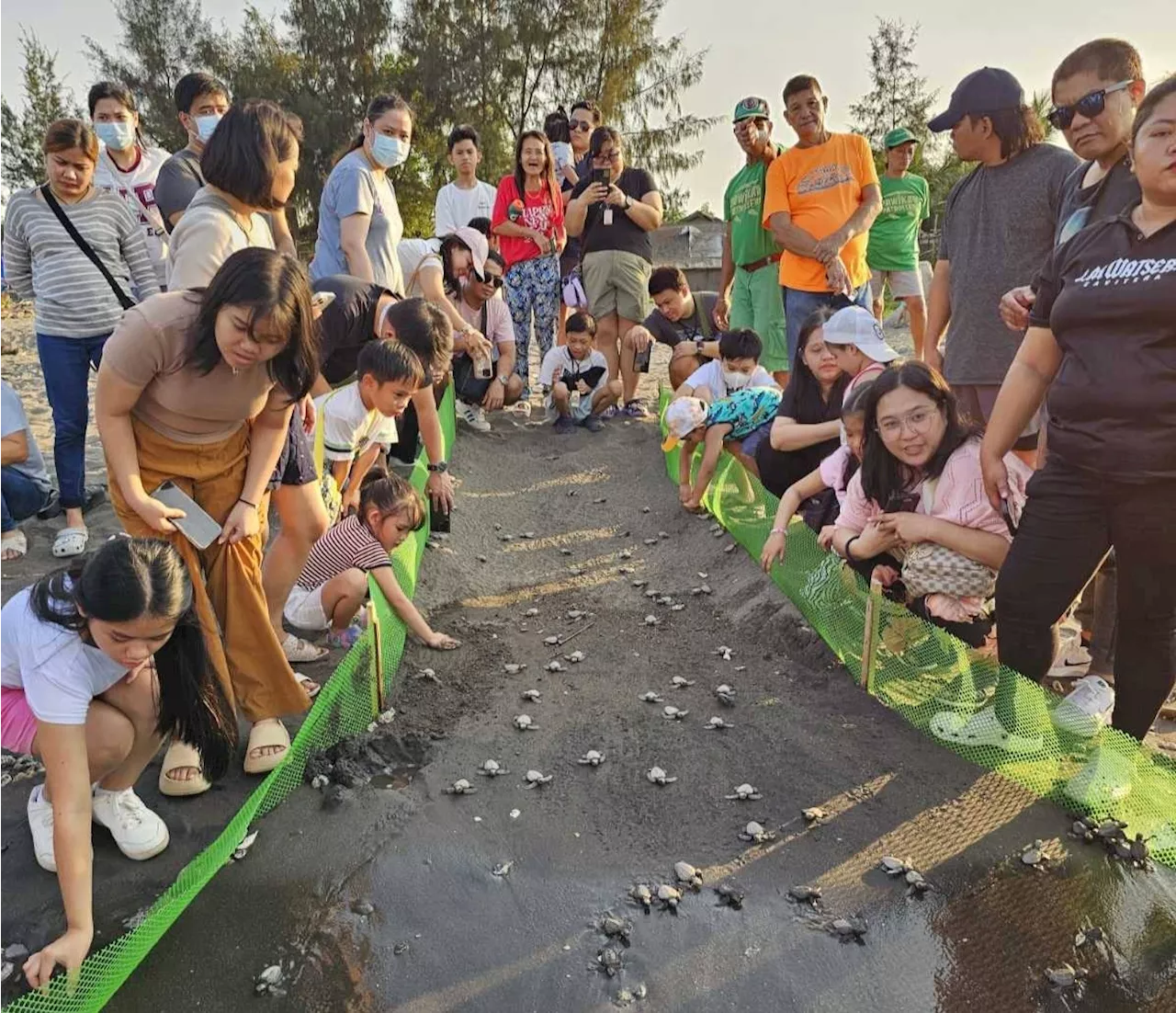 157 Olive Ridley Hatchlings Released to the Sea in Cavite