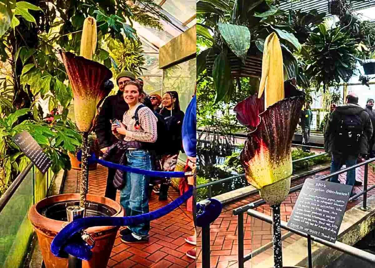 Rare ‘Corpse Flower’ Blooms at Botanic Garden, Drawing Crowds