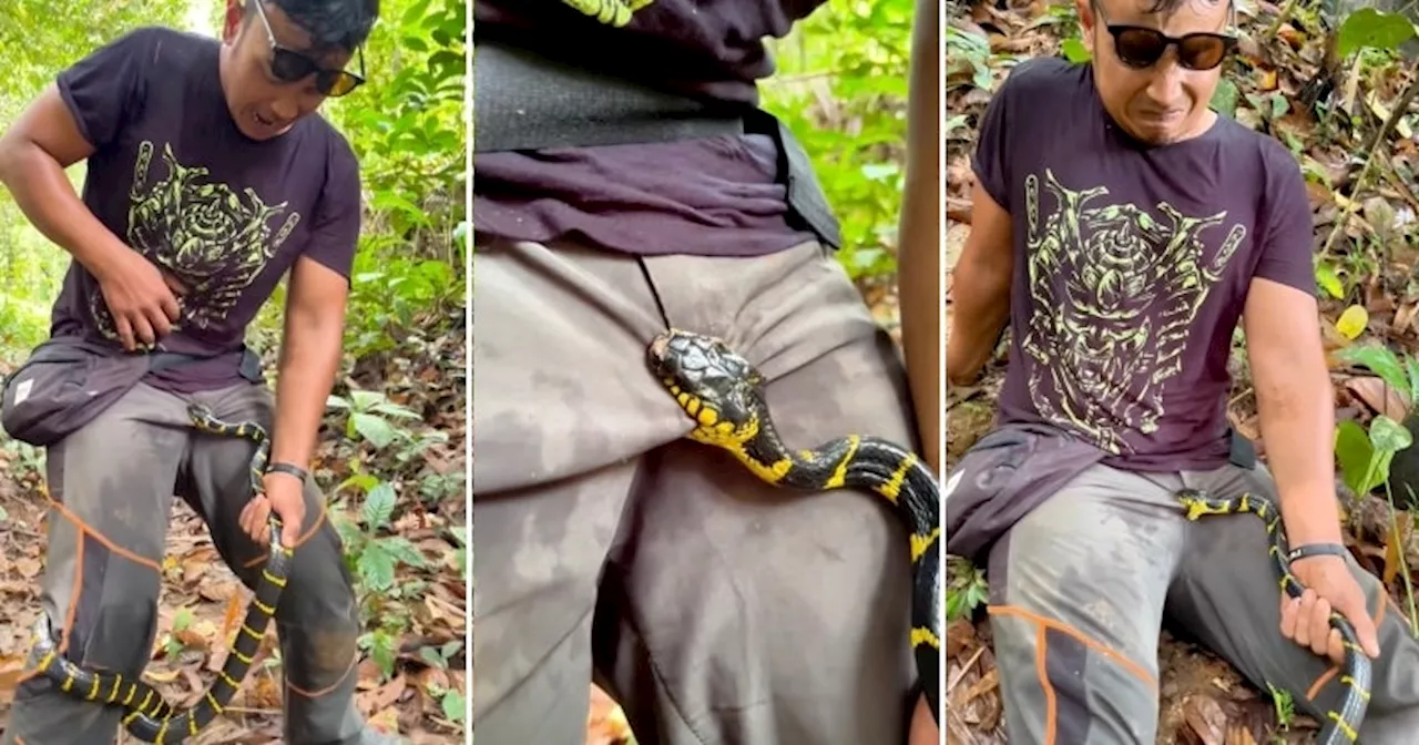 Indonesian Content Creator Bitten on Private Parts by Mangrove Snake