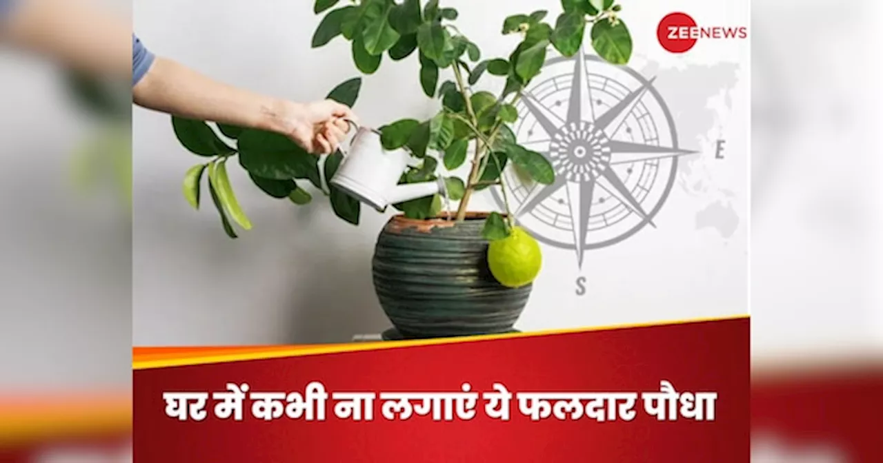 Vastu Shastra: घर में नींबू का पौधा लगाना शुभ नहीं माना जाता, जानें क्यों