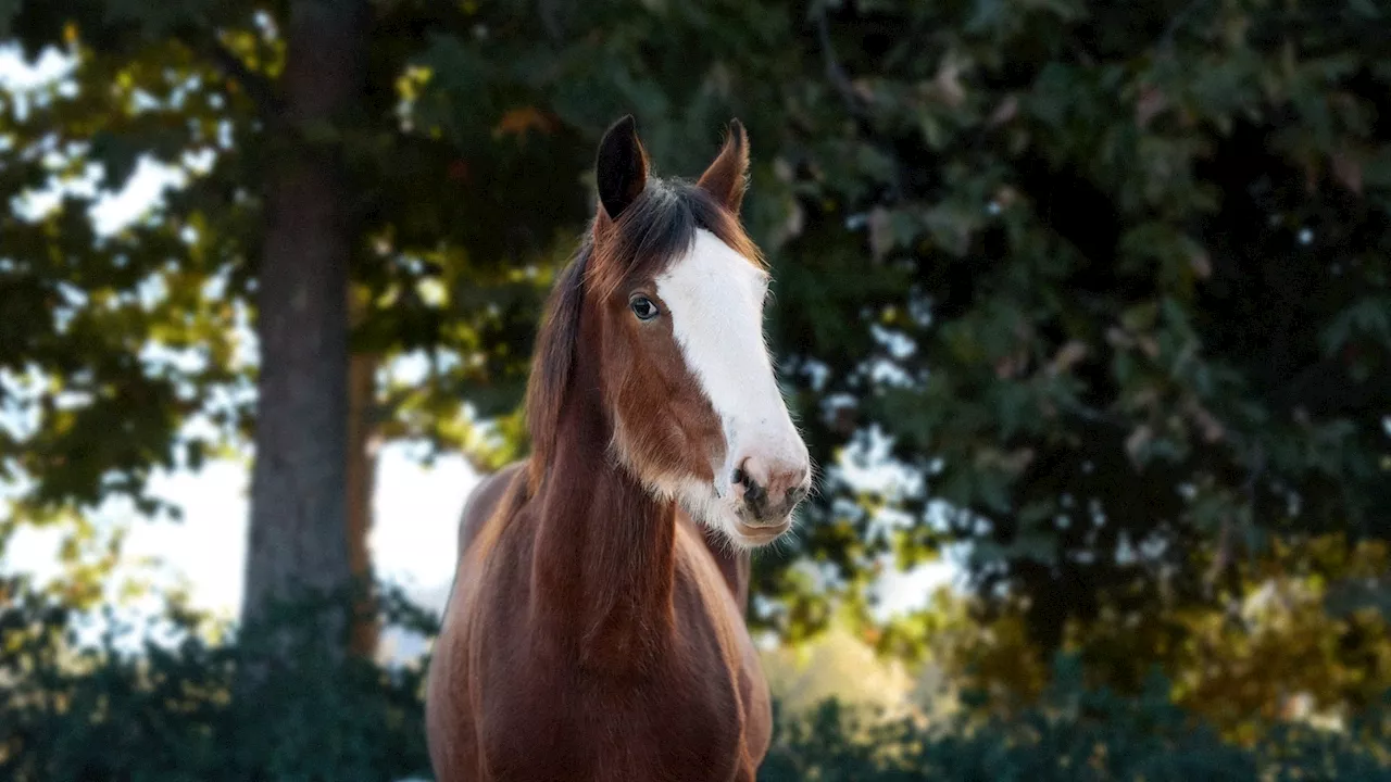 Budweiser's Super Bowl LIX Commercial Stars a Foal on a Big Delivery