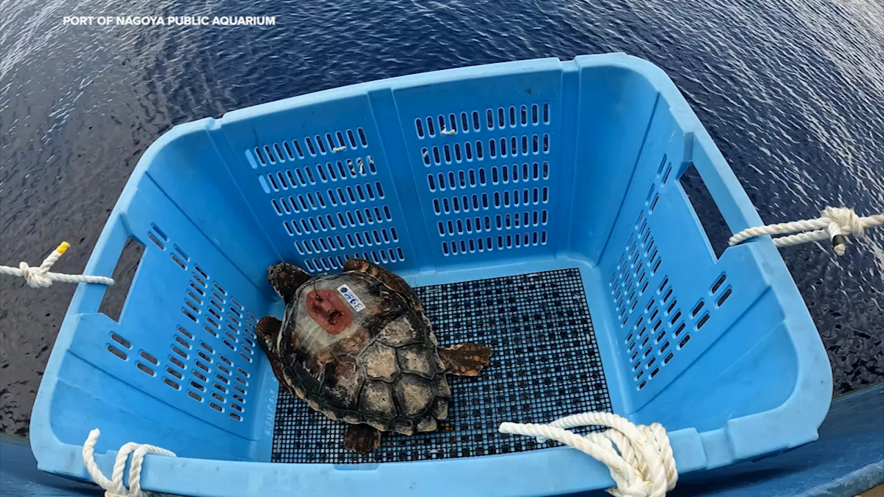 Stanford sea turtle study uncovers new effects of global warming in the Pacific Ocean