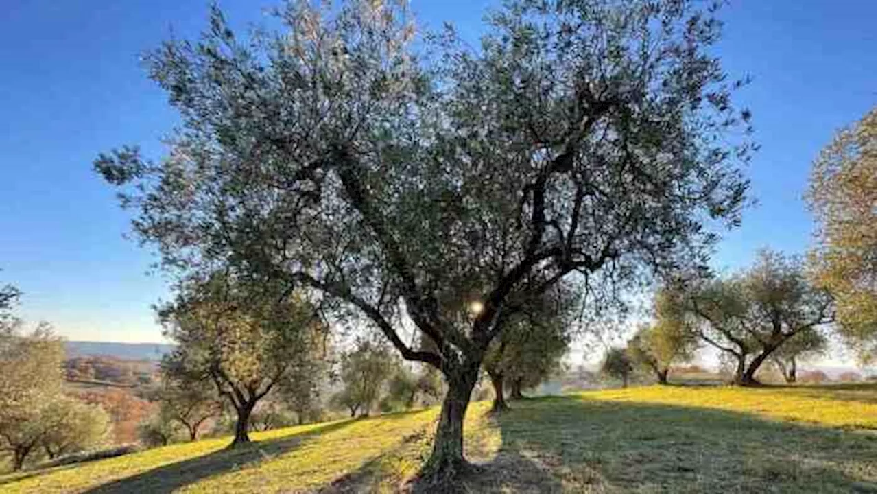 Olea Mundi: Un Arca di Noè per il Patrimonio Genetico dell'Olio