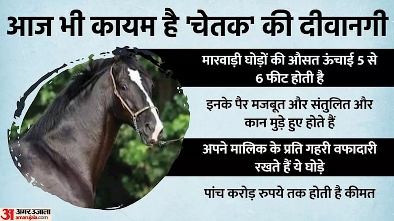 Rajasthan News: वफा की मिसाल होते हैं मारवाड़ी नस्ल के ये घोड़े, अंतिम सांस तक रण में दिया था महाराणा का साथ