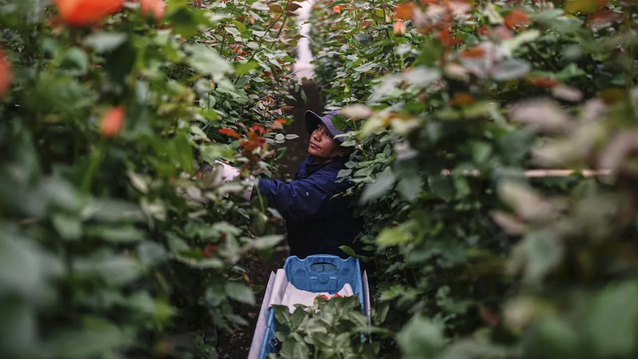 Just in time for Valentine's Day, trade dispute with Colombia threatens flower imports