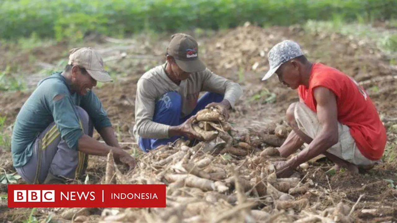 Indonesia disebut kebanjiran singkong impor – 'Petani singkong, selalu jadi anak tiri'