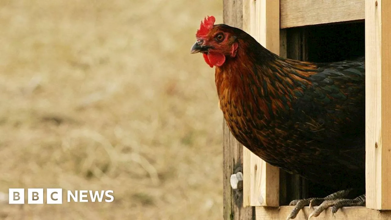 Bird Flu Outbreak in Shropshire Leads to Mass Culling