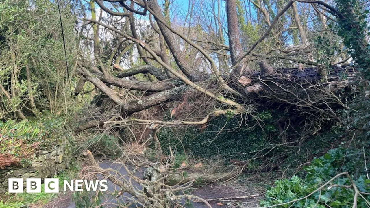 Cornish Village Cut Off After Massive Tree Falls in Storm