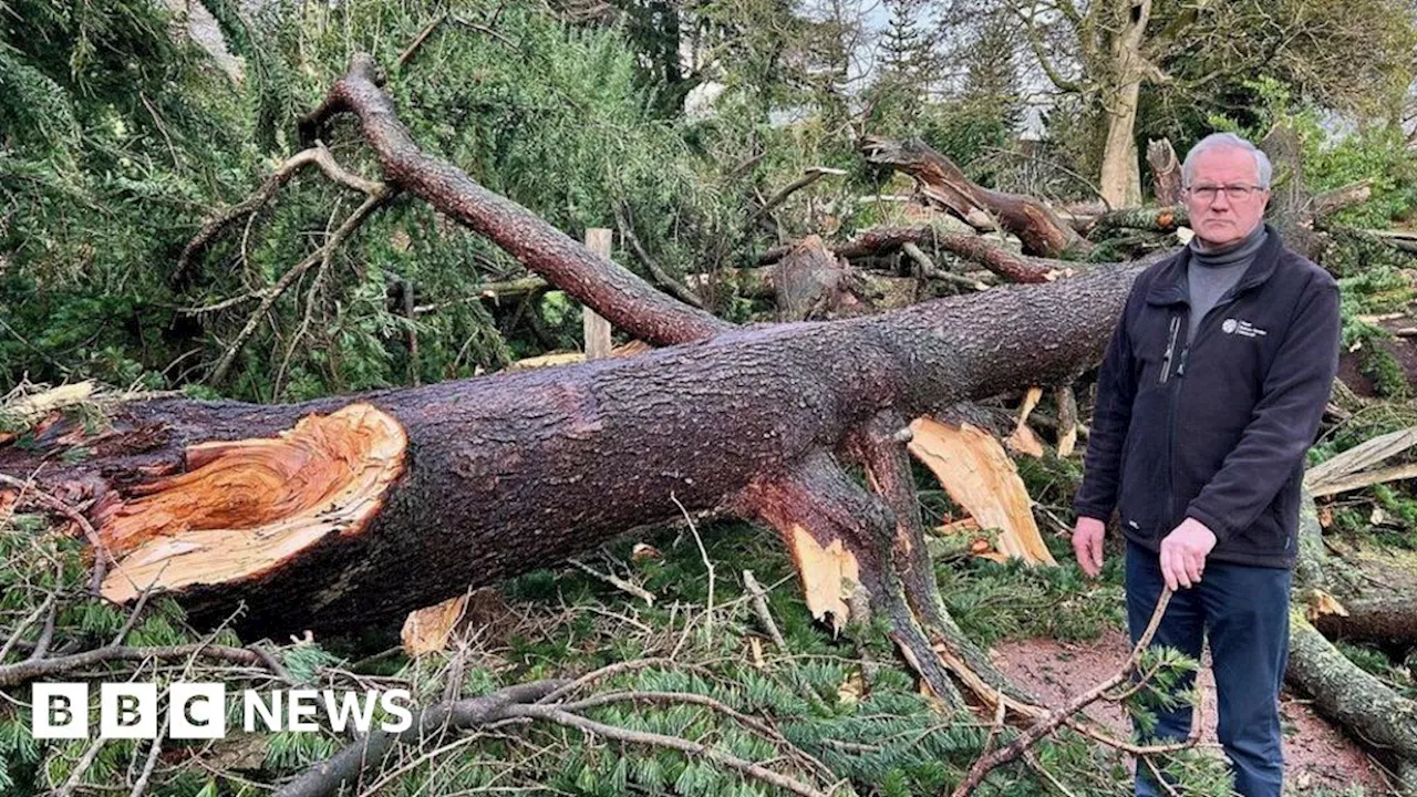 Edinburgh's Tallest Tree, Planted by Queen Victoria's Son, Felled by Storm Éowyn