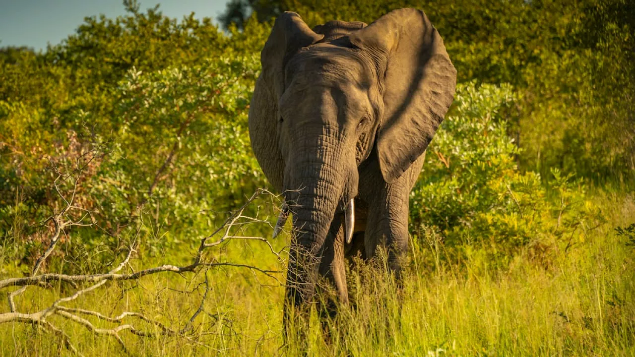 Großvater wollte seine Enkel vor Elefant retten und wurde totgetrampelt