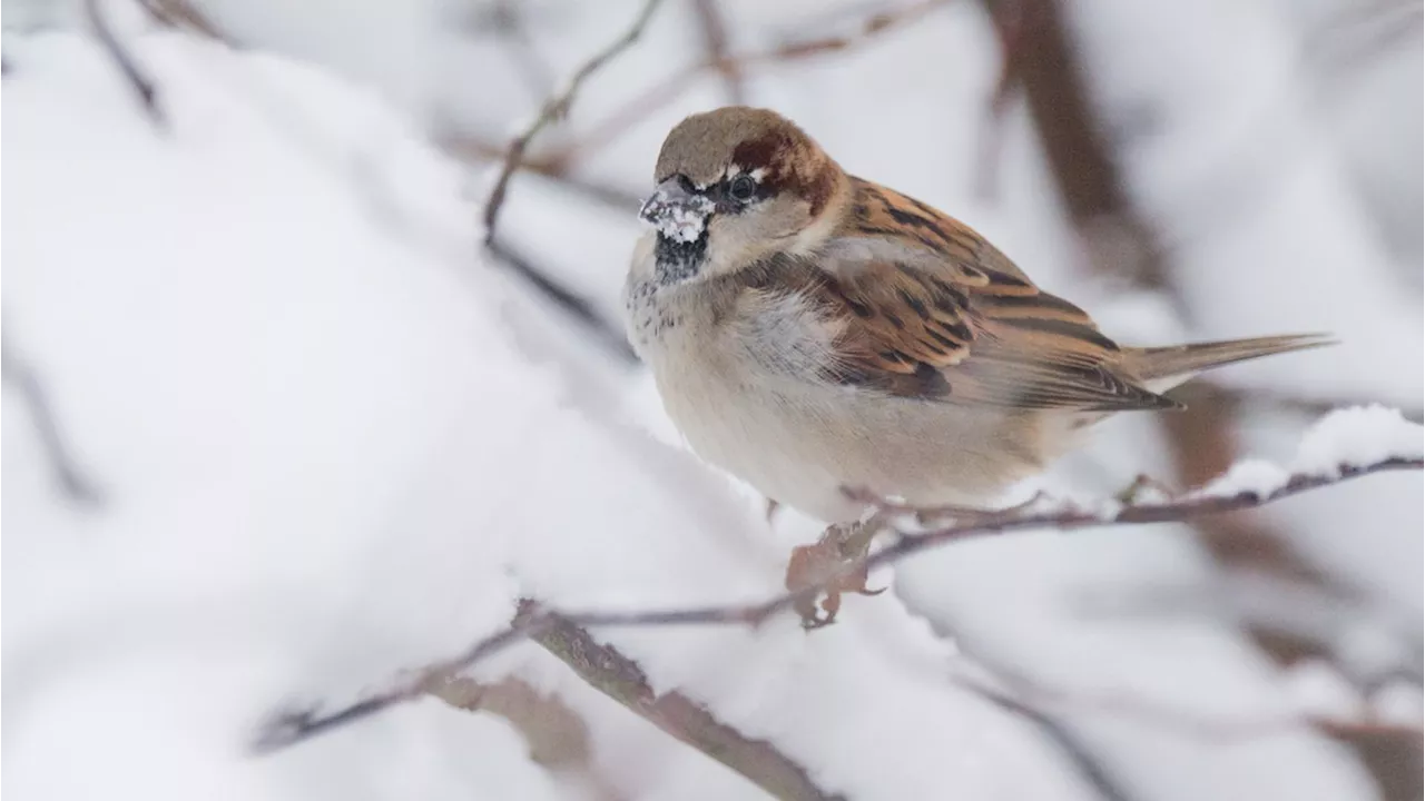 Haussperling erneut der häufigsten Wintervogel in Bayern