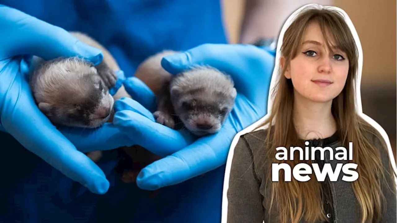 Cloned Black-Footed Ferret Gives Birth, Marking Historic Milestone for Conservation