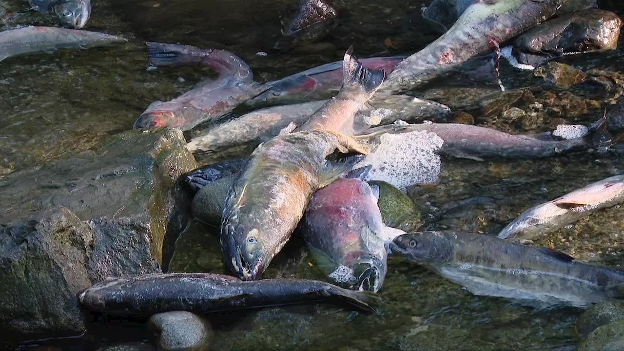 The fish are flying in Saanich: Salmon toss vital for PKOLS-Mount Doug restoration efforts