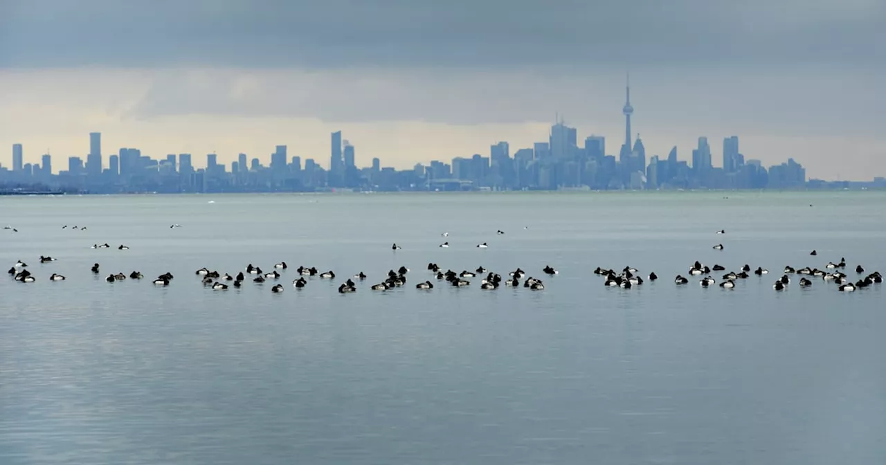 Birds Swim in Lake Ontario as Toronto Skyline Looms