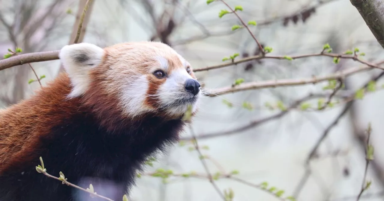 Beloved Red Panda Dies at Edinburgh Zoo Following Fireworks Trauma