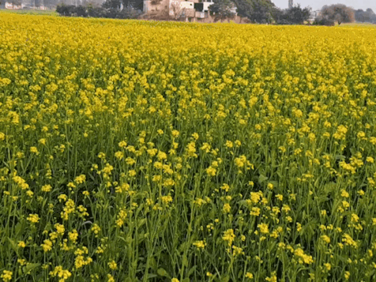 दादरी के मौसम ने बढ़ाई किसानों की टेंशन: सरसों में सफेद रतवा का खतरा; विशेषज्ञ बोले- तीसरी स्टेज पर पहुंचने ...