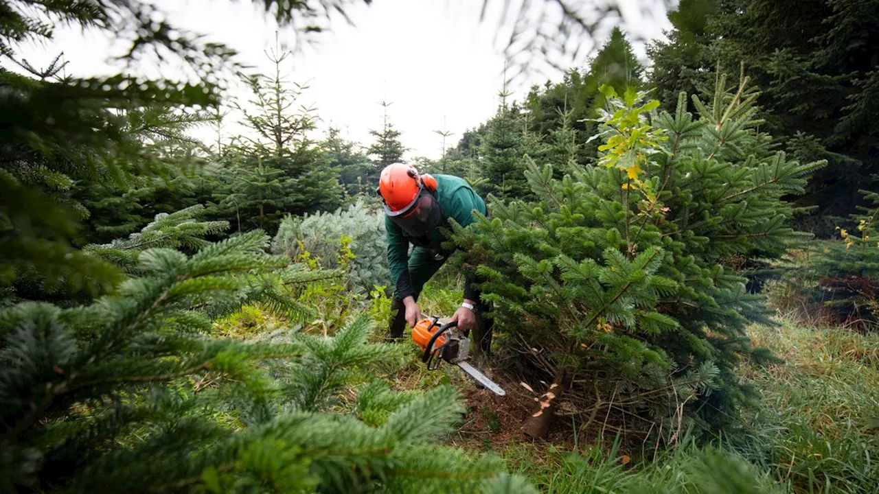 Stihl verzögert Bau neuer Fabrik in Deutschland und sieht Standort in Gefahr