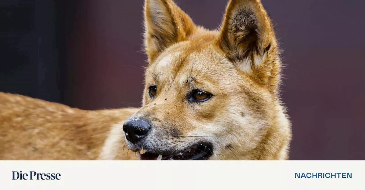 Wieder Dingo-Angriffe auf Touristen auf Fraser Island