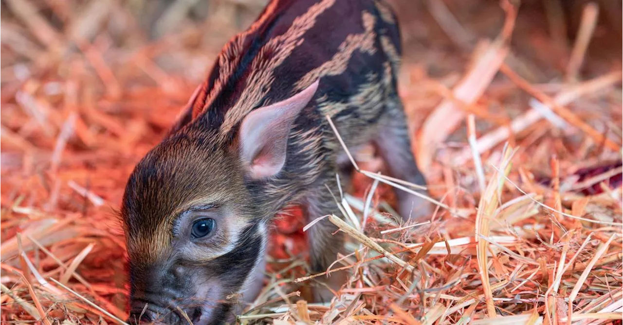 Zwei Ferkel im Zoo Schmiding geboren