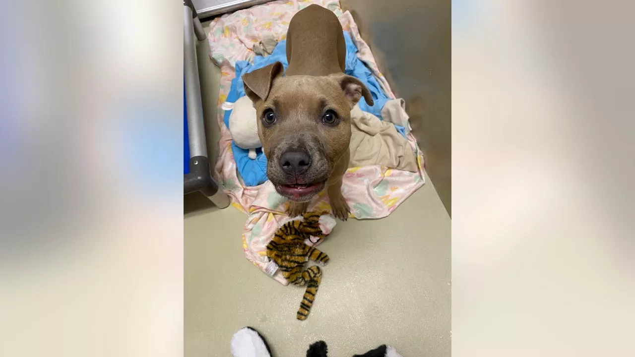 Rabid Puppy Found in Philadelphia, Officials Warn Residents