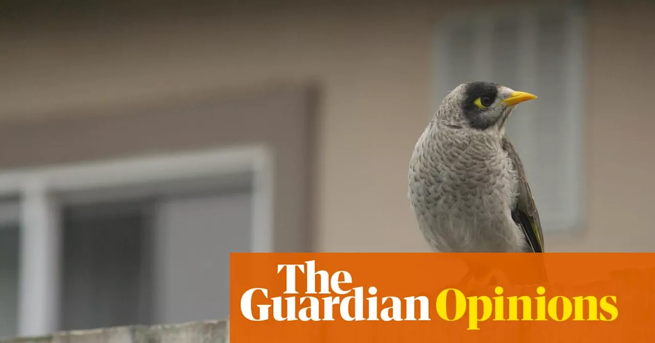 Noisy Miner Birds Teach Me About Childfree Living