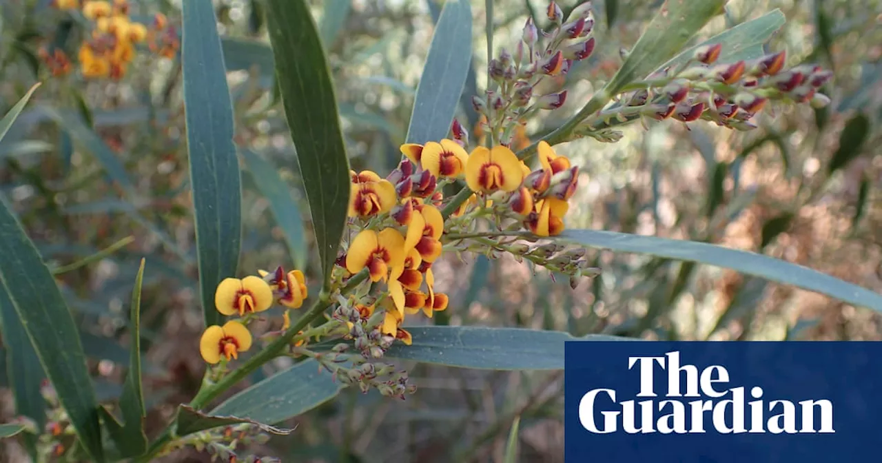 Plant Rescue Mission Underway in Grampians National Park After Devastating Bushfires