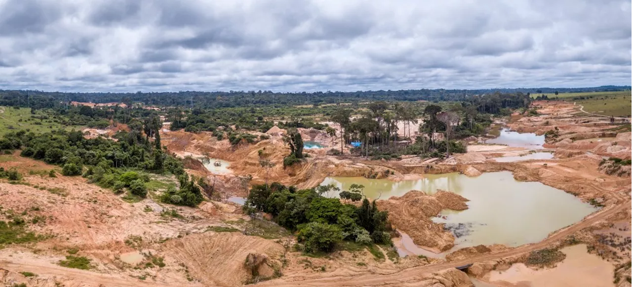 Goldfieber im Amazonas: Wirtschaft kriselt, Goldpreis steigt, Regenwald stirbt