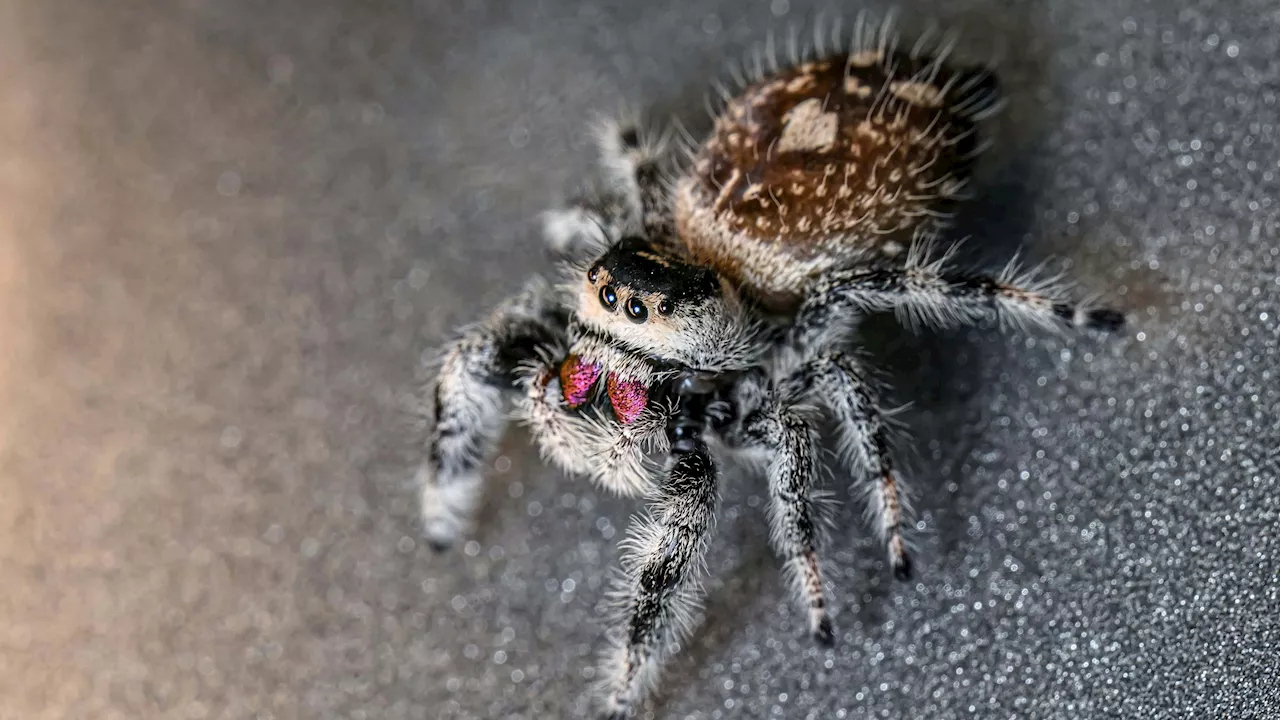 Spinne mit Mega-Sprungkraft - Winzige Jäger – Jetzt hüpfen sie im Haus des Meeres