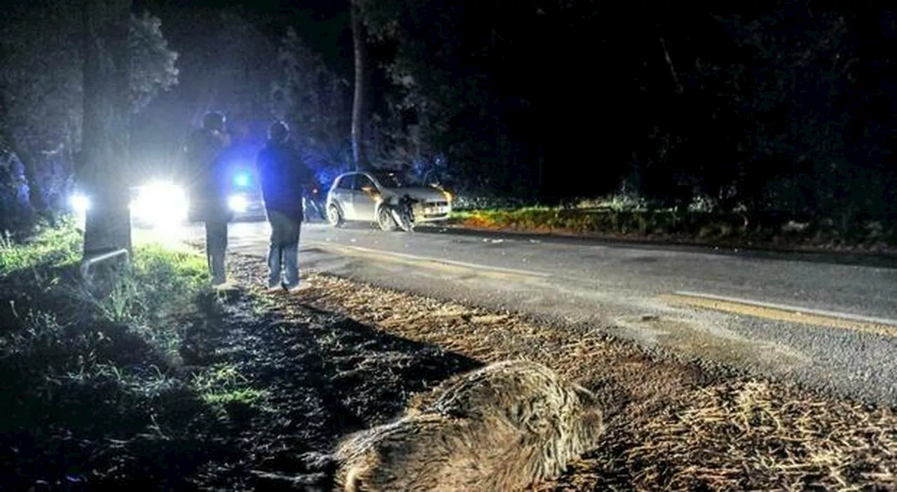 Cinghiali a Frosinone, ancora incidenti. Ma per i danni bisogna fare causa alla Regione e aspettare anche 4 an