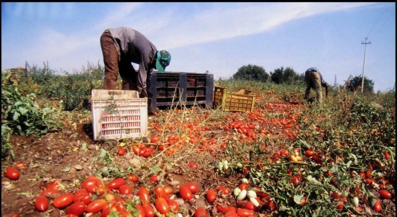 Rocca: Tolleranza Zero per lo Sfruttamento del Lavoro, Parte Civile per Satnam Singh