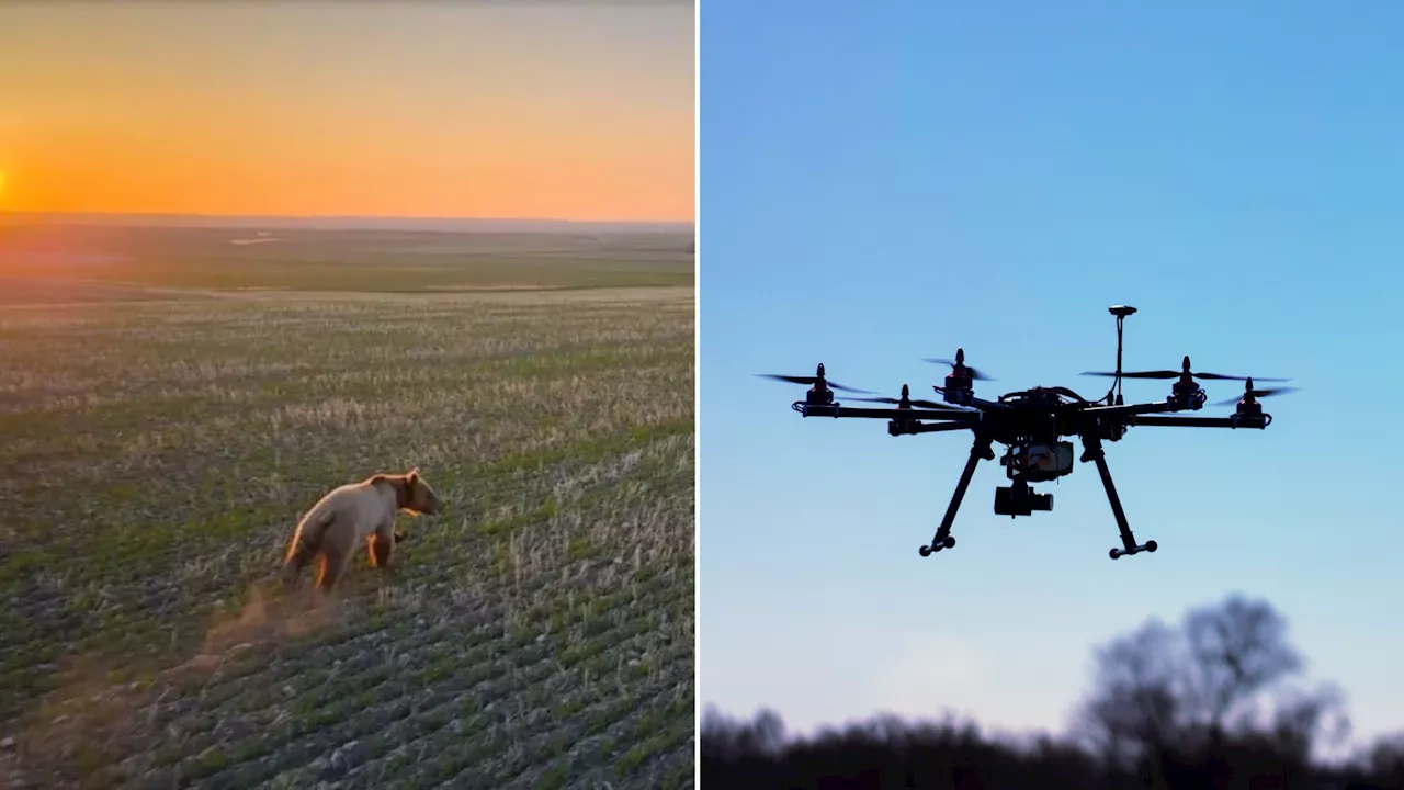 ‘Magic tools’: Drones safely deter grizzly bears to reduce man-animal conflict